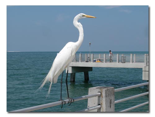 Egrets line the pier looking for a handout