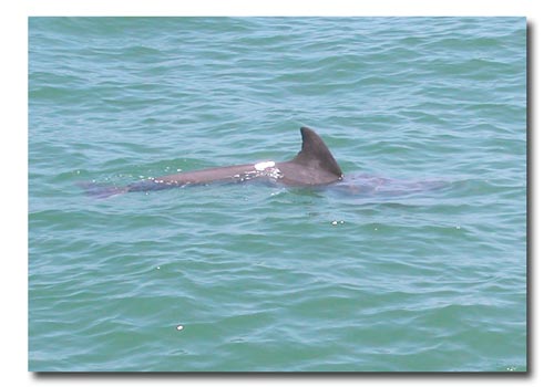 dolphins fish and play near the Fort Desoto Pier