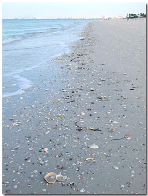 shells on pass-a-grille beach.jpg